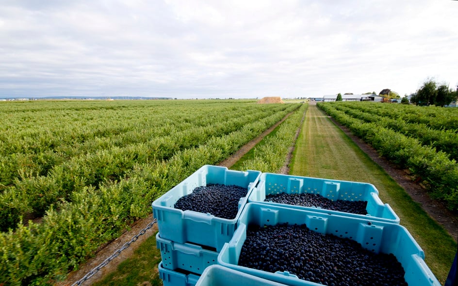 Blueberry Field Case Study: Blueberry yield protected during summer heatwave