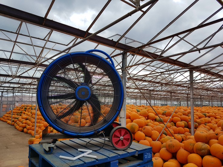 20170914_130622 UK’s largest pumpkin growers seek ventilation equipment for Pumpkin yield