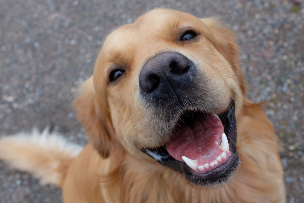 Animal welfare centre seeks cooling on behalf of their four-legged tennants!