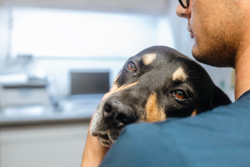 AC Hire Protects Animal Welfare During Summer