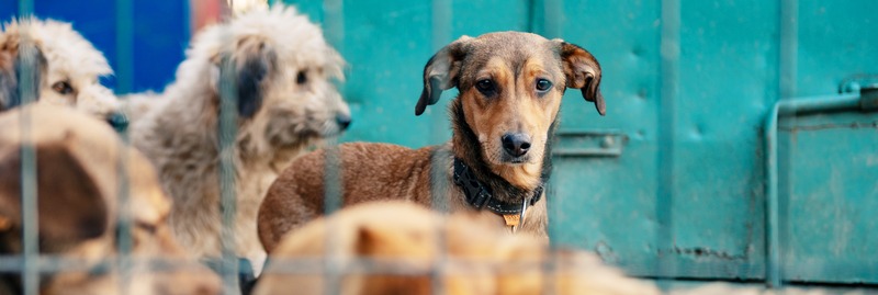 air conditioning hire for pets