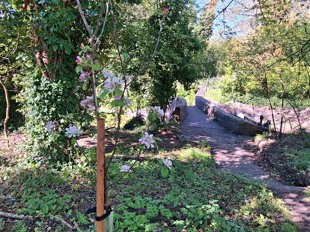 Great Canal Orchard Sapling in Blossom by the Canal Towpath lossoming tree sapling beside the restored brick towpath at Aldersley Canal Junction, showing the Great Canal Orchard taking shape six months after the Andrews Sykes volunteer planting day