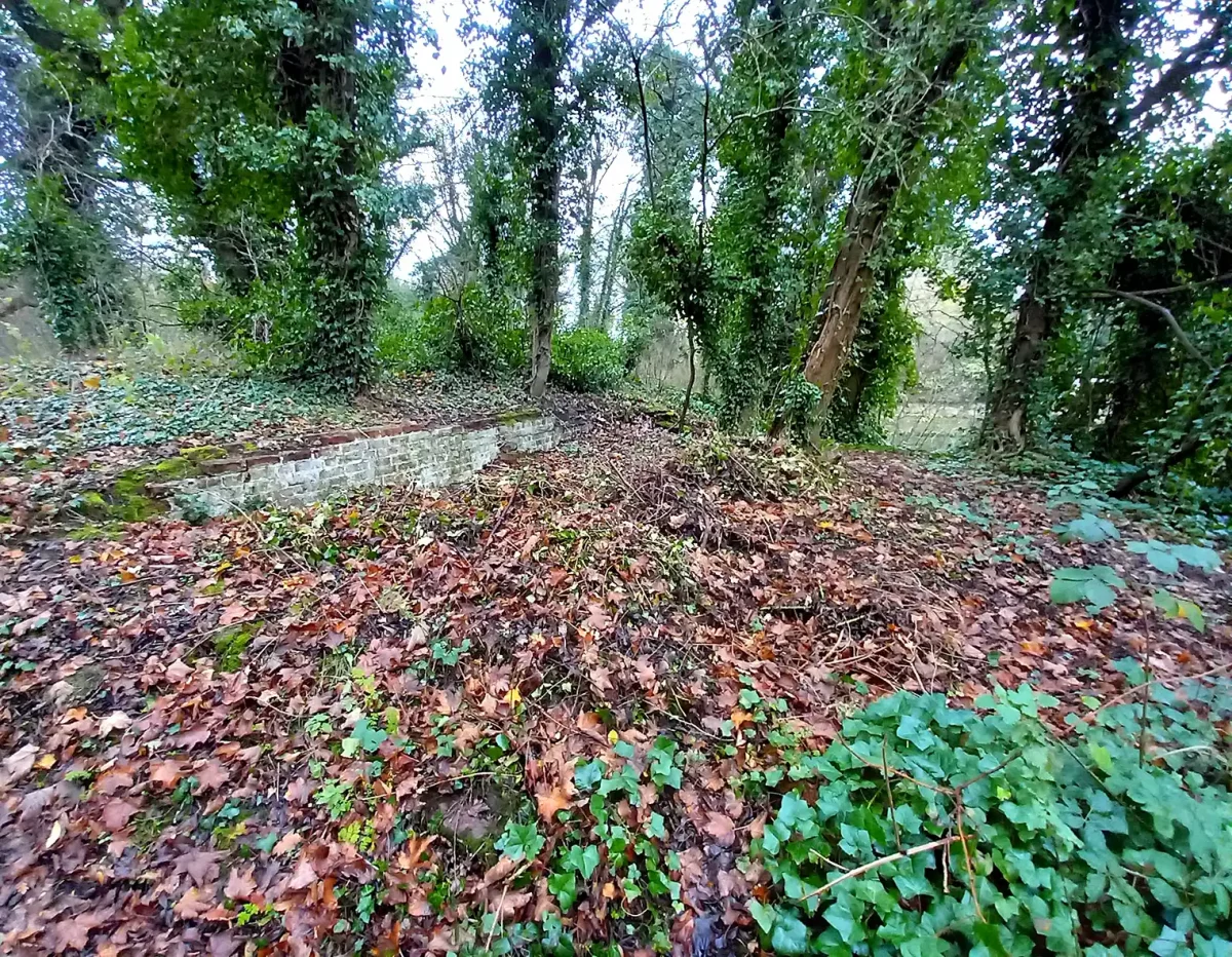 Overgrown Site Before Clearance Heavily overgrown ground at Aldersley Canal Junction covered in leaf litter, ivy and fallen branches, before Andrews Sykes volunteers cleared the site for the Great Canal Orchard in November 2025